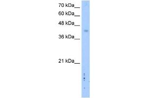 LRRC2 antibody used at 2. (LRRC2 antibody  (C-Term))