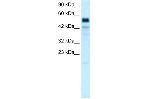 WB Suggested Anti-TBX21 Antibody Titration:  0. (T-Bet antibody  (Middle Region))