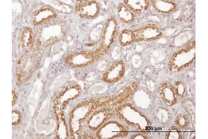 Immunoperoxidase of monoclonal antibody to COX6C on formalin-fixed paraffin-embedded human kidney. (COX6C antibody  (AA 1-75))