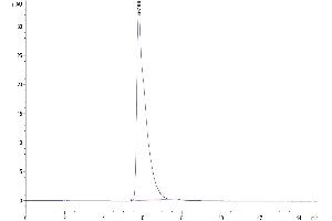 The purity of Human ITGAV&ITGB5 is greater than 95 % as determined by SEC-HPLC.