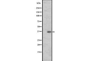721_B cell lysate (OR3A1 antibody)