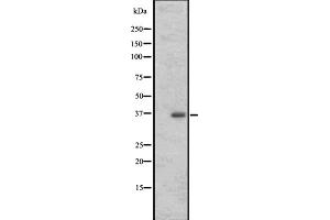 OR3A1 antibody