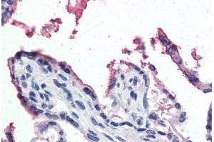 Human Placenta (formalin-fixed, paraffin-embedded) stained with GPX3 antibody ABIN364427 at 5 ug/ml followed by biotinylated anti-goat IgG secondary antibody ABIN481715, alkaline phosphatase-streptavidin and chromogen.