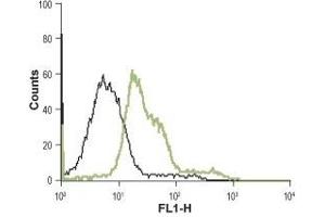 Cell surface detection of α1B-Adrenoceptor in GH3 living cells: (black line) Unstained cells. (ADRA1B antibody  (Extracellular, N-Term))