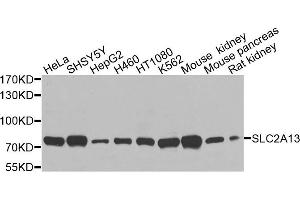 Western blot analysis of extracts of various cells, using SLC2A13 antibody. (SLC2A13 antibody)