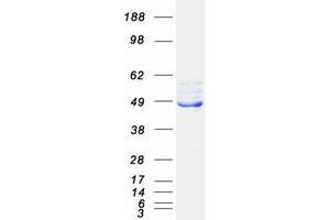 Validation with Western Blot