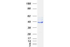 Validation with Western Blot (FECH Protein (Transcript Variant 2) (Myc-DYKDDDDK Tag))