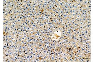 ABIN6264421 and ABIN6278673 at 1/100 staining mouse liver tissue by IHC-P.