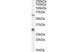 ABIN185151 staining (0. (MPP6 antibody  (N-Term))