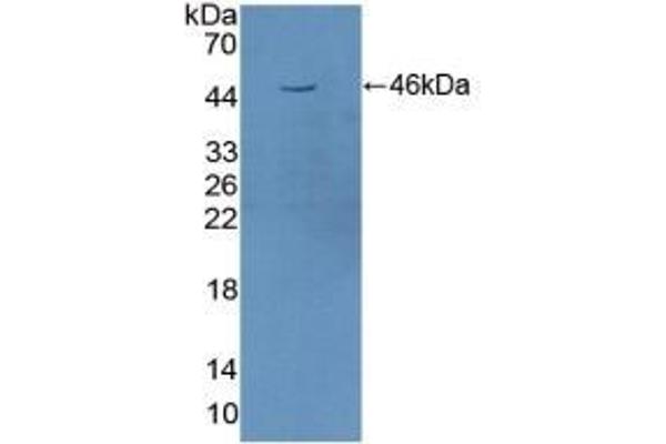 STAM2 Antikörper  (AA 1-377)