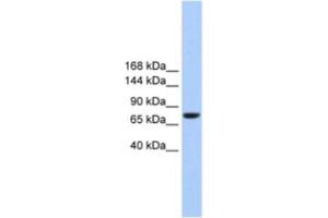 Western Blotting (WB) image for anti-Transmembrane Channel-Like 2 (Tmc2) antibody (ABIN2463326) (Tmc2 antibody)