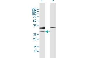 Western Blot analysis of MLF1 expression in transfected 293T cell line by MLF1 MaxPab polyclonal antibody. (MLF1 antibody  (AA 1-268))