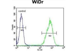 Flow cytometric analysis of WiDr cells using Gasdermin C Antibody (Center) Cat. (MLZE antibody  (Middle Region))