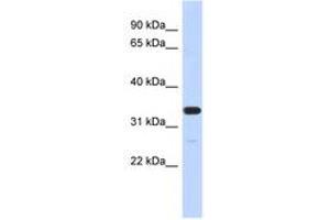 Image no. 1 for anti-Family with Sequence Similarity 76, Member A (FAM76A) (N-Term) antibody (ABIN6741222) (FAM76A antibody  (N-Term))