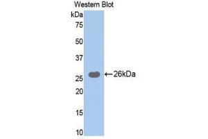 Western Blotting (WB) image for anti-Trypsin (AA 9-231) antibody (ABIN1077670) (Trypsin antibody  (AA 9-231))