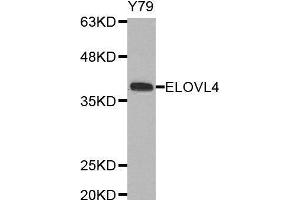 Western blot analysis of extracts of Y79 cell line, using ELOVL4 antibody.