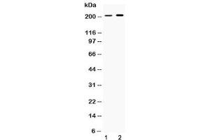 PPL anticorps  (AA 1664-1701)