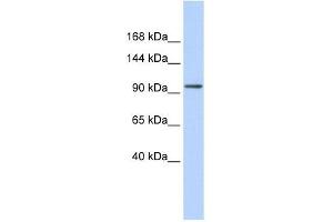 ZNF560 antibody used at 0. (ZNF560 antibody  (Middle Region))