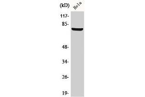 Western Blot analysis of HeLa cells using BARD1 Polyclonal Antibody