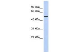 Image no. 1 for anti-Family with Sequence Similarity 71, Member D (FAM71D) (AA 287-336) antibody (ABIN6743048) (FAM71D antibody  (AA 287-336))