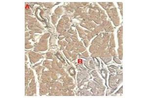 Immunohistochemical staining of human tissue using anti-IL-33 (human), mAb (IL33305B)  at 1:100 dilution. (IL-33 antibody)