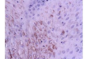 ZMAT3 antibody  (AA 70-120)