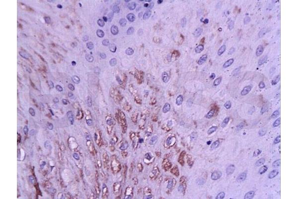 ZMAT3 antibody  (AA 70-120)