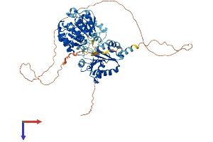 DDX5 Protein (AA 1-614) (His tag)