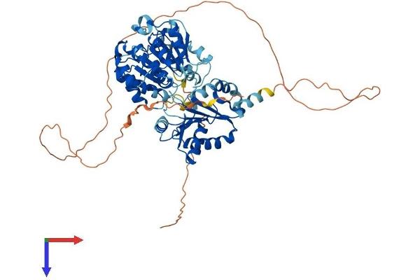 DDX5 Protein (AA 1-614) (His tag)