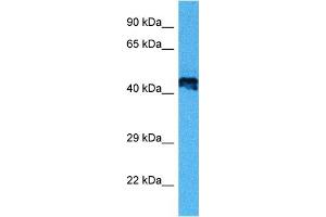 Host:  Mouse  Target Name:  E2F2  Sample Tissue:  Mouse Heart  Antibody Dilution:  1ug/ml (E2F2 antibody  (Middle Region))