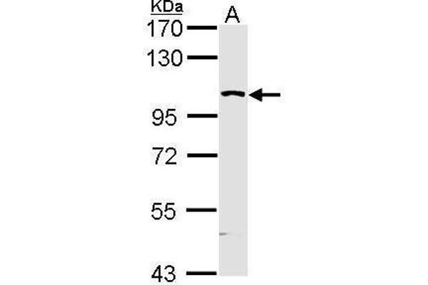 MAP4K5 antibody