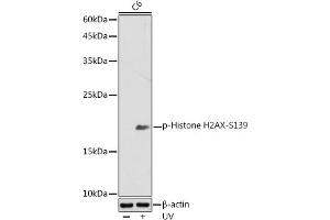 Western blot analysis of extracts of C6 cells, using Phospho-Histone H2AX-S139 antibody (ABIN3023621, ABIN3023622, ABIN3023623, ABIN1513352 and ABIN6225475) at 1:500 dilution. (Histone H2A antibody  (pSer139))