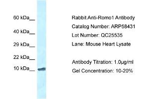 Western Blotting (WB) image for anti-Reactive Oxygen Species Modulator 1 (ROMO1) (N-Term) antibody (ABIN2787675) (ROMO1 antibody  (N-Term))
