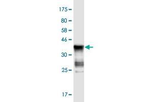 Western Blot detection against Immunogen (37. (ASB5 antibody  (AA 220-328))