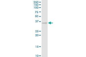 CAMLG MaxPab rabbit polyclonal antibody. (CAMLG antibody  (AA 1-296))