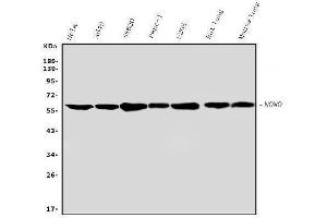 Western blot analysis of nmt55/p54nrb using anti-nmt55/p54nrb antibody (ABIN3044530). (NONO antibody  (N-Term))