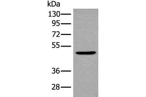 Western blot analysis of Mouse brain tissue lysate using B4GAT1 Polyclonal Antibody at dilution of 1:800 (B3GNT1 antibody)