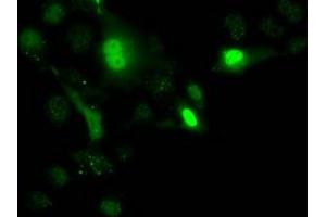 Immunofluorescence (IF) image for anti-Uridine-Cytidine Kinase 1 (UCK1) antibody (ABIN1501665) (UCK1 antibody)