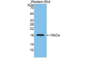 Western Blotting (WB) image for anti-Glyceraldehyde-3-Phosphate Dehydrogenase (GAPDH) (AA 2-148) antibody (ABIN1078089) (GAPDH antibody  (AA 2-148))