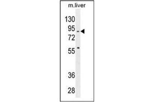 Western blot analysis in mouse liver tissue lysates (35 µg/lane) using SPIRE2 antibody (Center) Cat. (SPIRE2 antibody  (Middle Region))