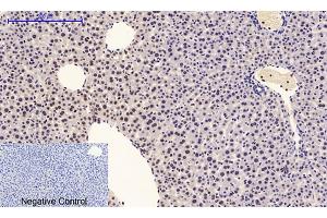 Immunohistochemical analysis of paraffin-embedded mouse liver tissue. (ERK1/2 antibody  (pTyr205, pTyr222))