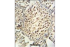 YPEL5 Antibody (C-term) (ABIN653916 and ABIN2843151) IHC analysis in formalin fixed and paraffin embedded mouse testis tissue followed by peroxidase conjugation of the secondary antibody and DAB staining. (YPEL5 antibody  (C-Term))