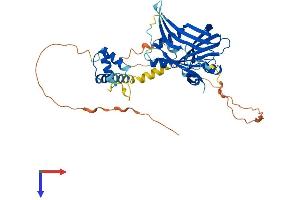 TEAD4 Protein (AA 1-434) (His tag)