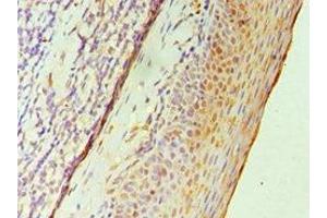Immunohistochemistry of paraffin-embedded human tonsil tissue using ABIN7151755 at dilution of 1:100 (GATA2 antibody  (AA 1-300))