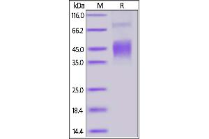 Fed Human CLEC12A, His Tag on  under reducing (R) condition.