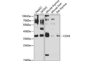 Western blot analysis of extracts of various cell lines, using CDX4 antibody  at 1:3000 dilution. (CDX4 antibody  (AA 1-170))