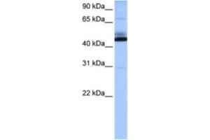 Western Blotting (WB) image for anti-Chromosome 15 Open Reading Frame 27 (C15orf27) antibody (ABIN2463540) (C15orf27 antibody)
