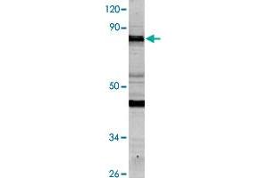 Western blot analysis of HeLa cell lysate with NCAPH polyclonal antibody  at 1:500 dilution.