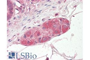 ABIN184763 (3. (KLF8 antibody  (N-Term))
