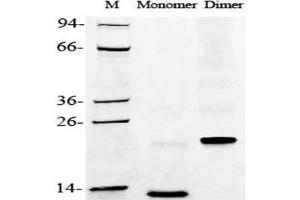 2 μg of BMP-2, Human was resolved with SDS-PAGE under reducing (Monomer) and non-reducing (Dimer) conditions and visualized by Coomassie Blue staining. (BMP2 Protein (AA 283-396))